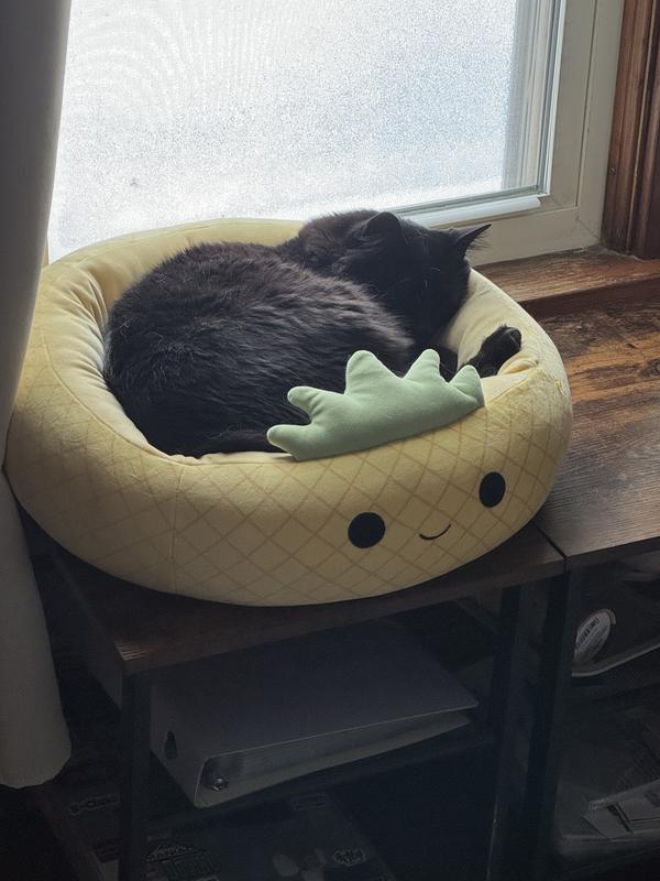 Even our bigger cat is cozy!