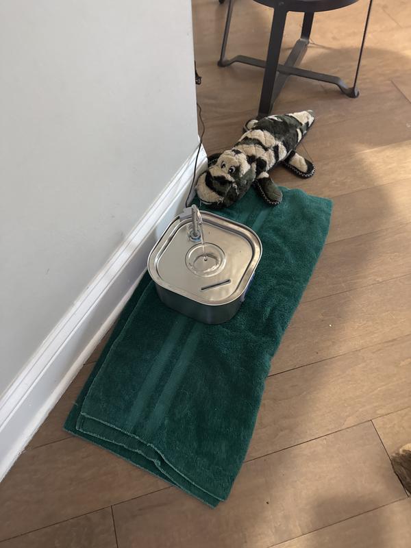 Using Gator to help Dakota get used to the fountain