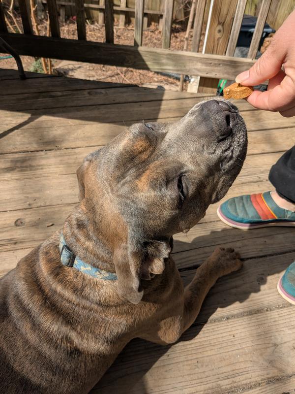 Beanie learns command "down" with help of enticing vanilla and peanut butter flavored Poke's Birthday Cake Biscuits Crunchy Dog Treats.
