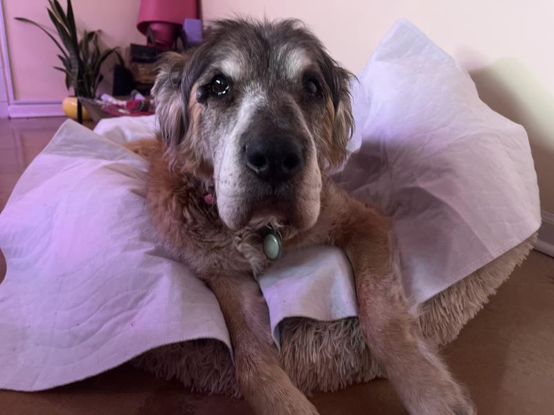 Dog on reusable pee pad