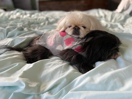 Shanti and Koa