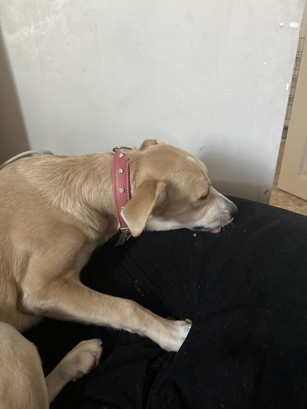 Angel Athens Rhinestone Standard Dog Collar