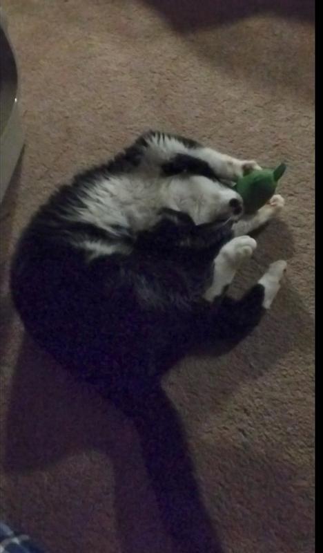 Mr. Mojo rolling around while holding his Pickle