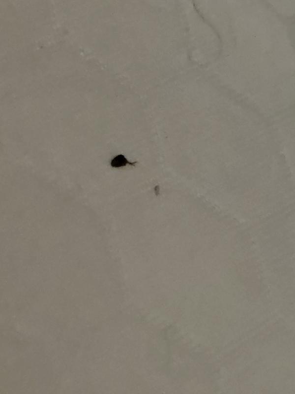 Saw a flea sprayed it less than a min it died.