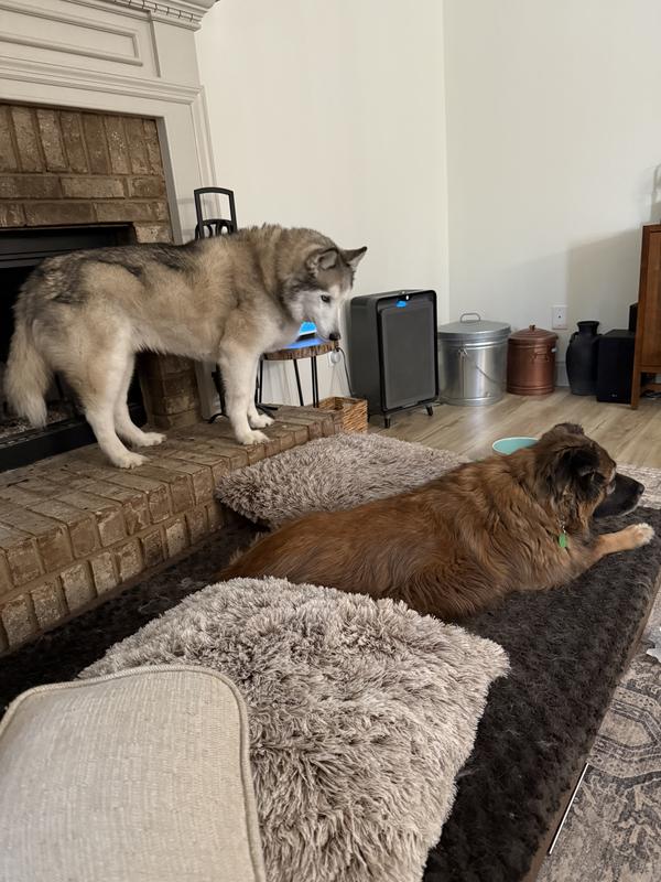 Plenty of room for two dogs, even when one refuses to share!
