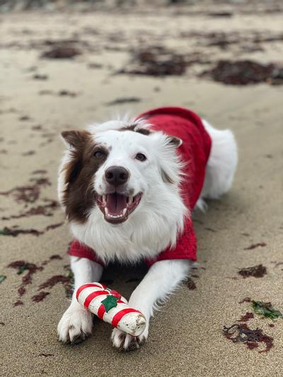 @whatnorthseas chillin on the beach with his candy cane squeaker