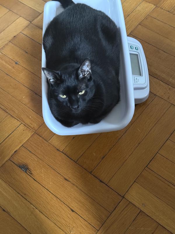 Vet said i am a best, no Voodoo he said you are obese