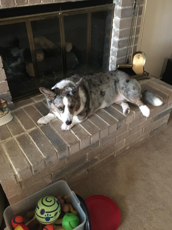 PETLAB CO. Joint Care Pork Flavor Dog Supplement, 30 count