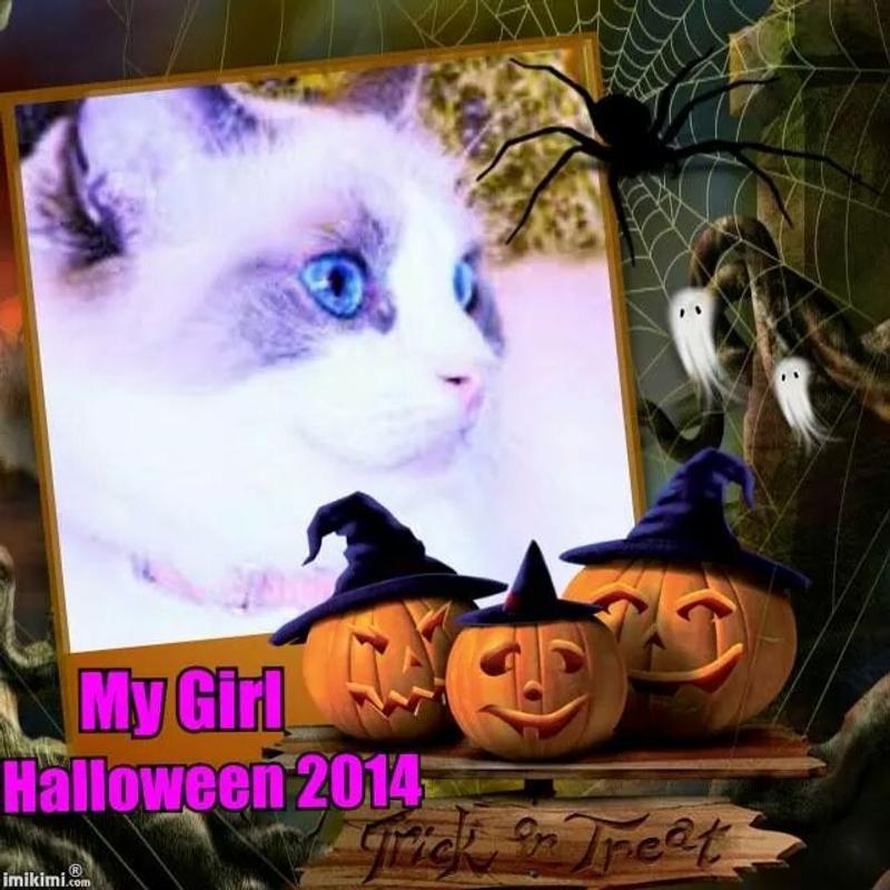 SCOOP AWAY Unscented Clumping Clay Cat Litter, 25lb box