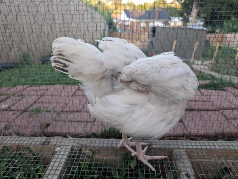 Green Queen chick preening