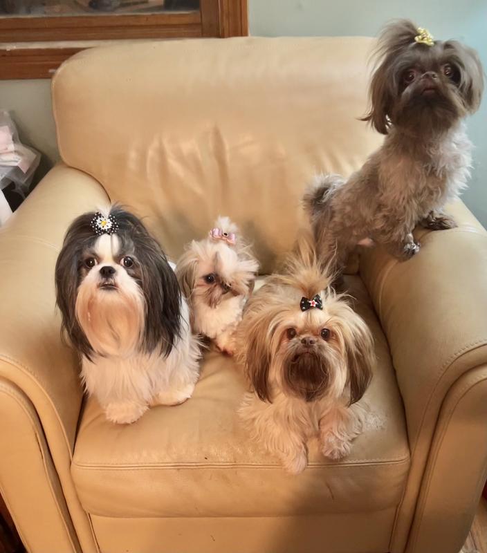 My current crew, Dolly, Zenyah, Brandy Seth