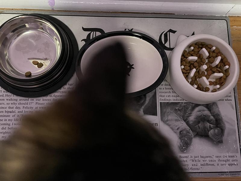 photobomb by Honeydew