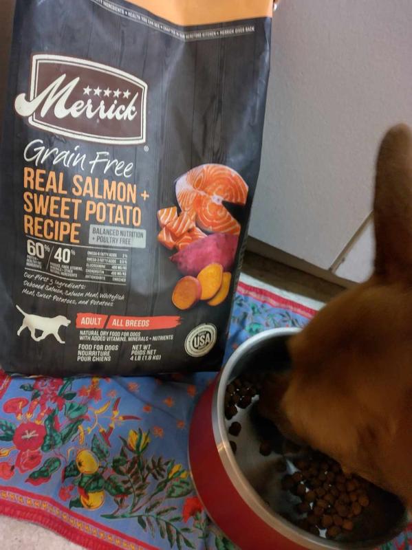 Merrick salmon and sweet potato cheap dog food review