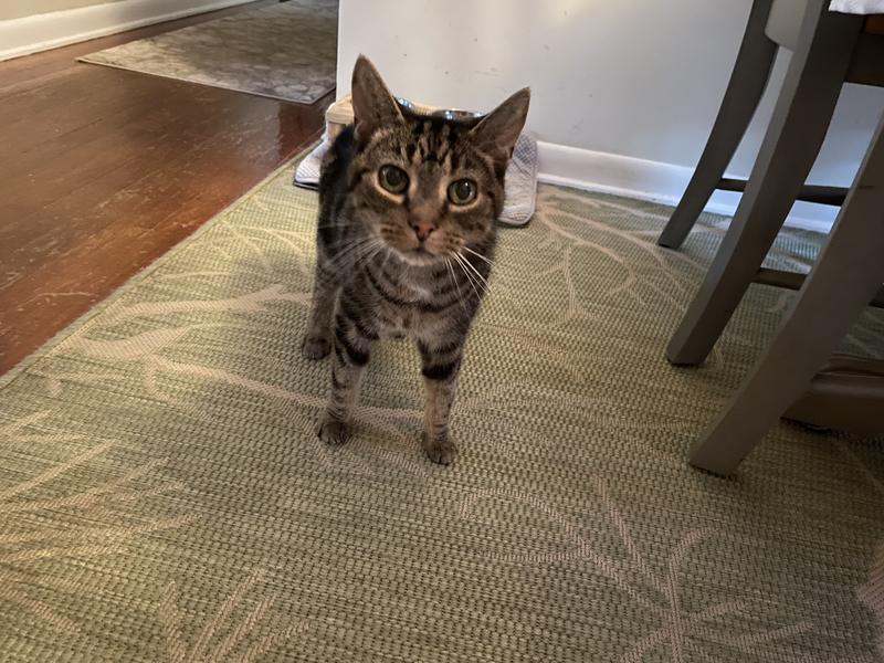 Rocky at 18 1/2 years old