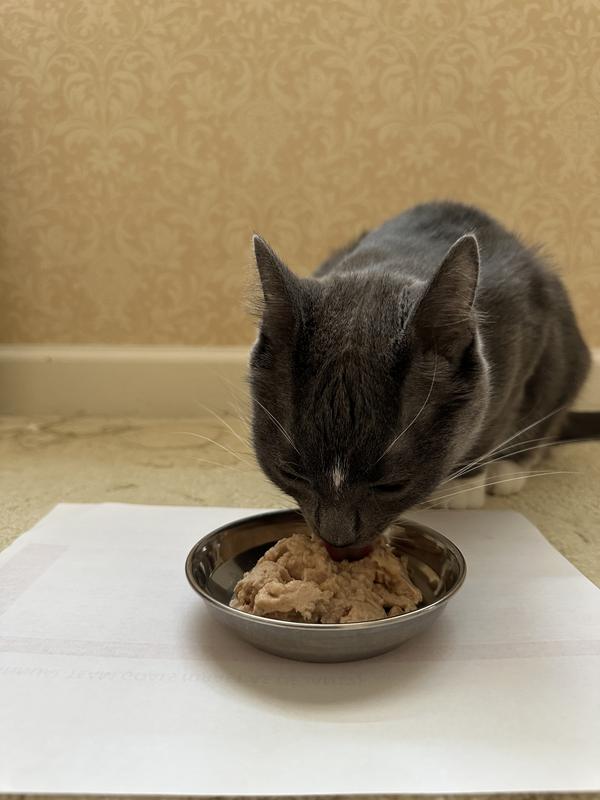 Reveal Entree Tuna/Salmon