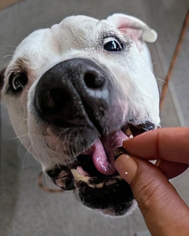 Going absolutely ham for his treat