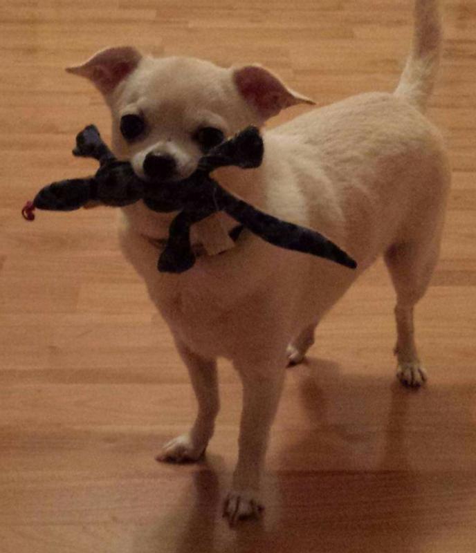 Spanky & The Lizard