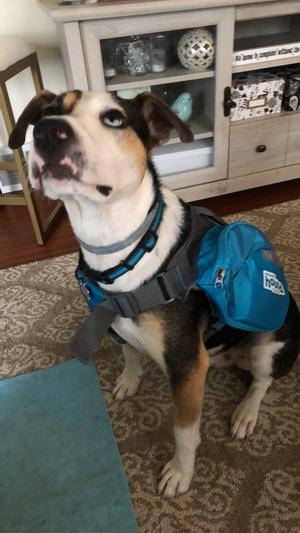 Outward Hound DayPak Blue Dog Saddleback Backpack, Medium