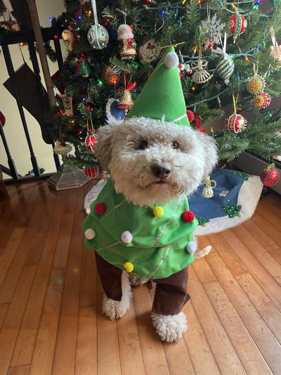 Dog shop tree costume