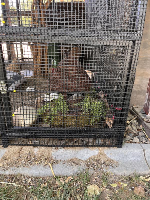 in the quail enclosure