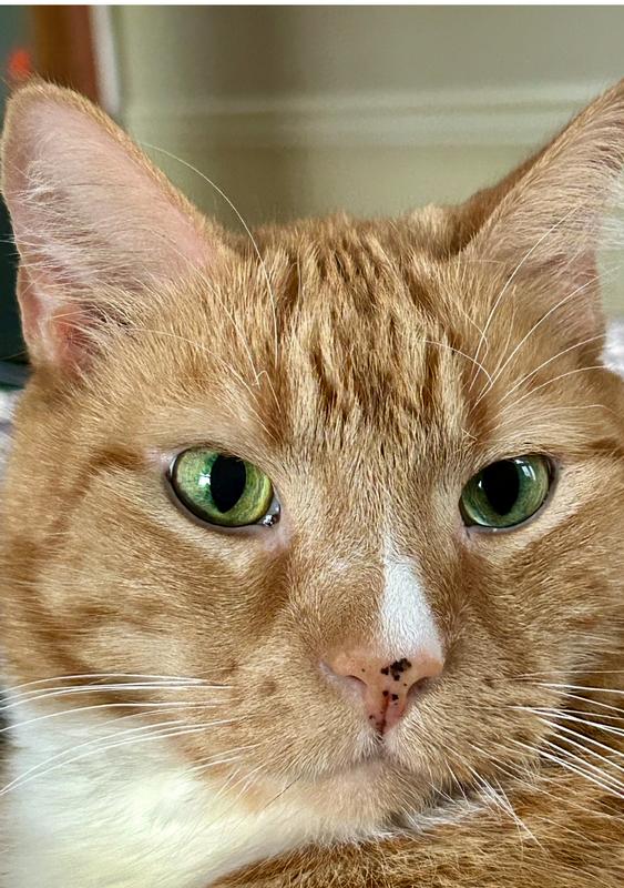 TINY TIGER Grain-Free Pate Turkey & Giblets Recipe Canned Cat Food