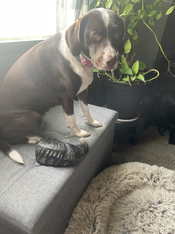 35 lb dog for scale…