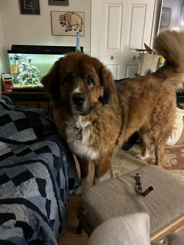 My big boy in all his glory.