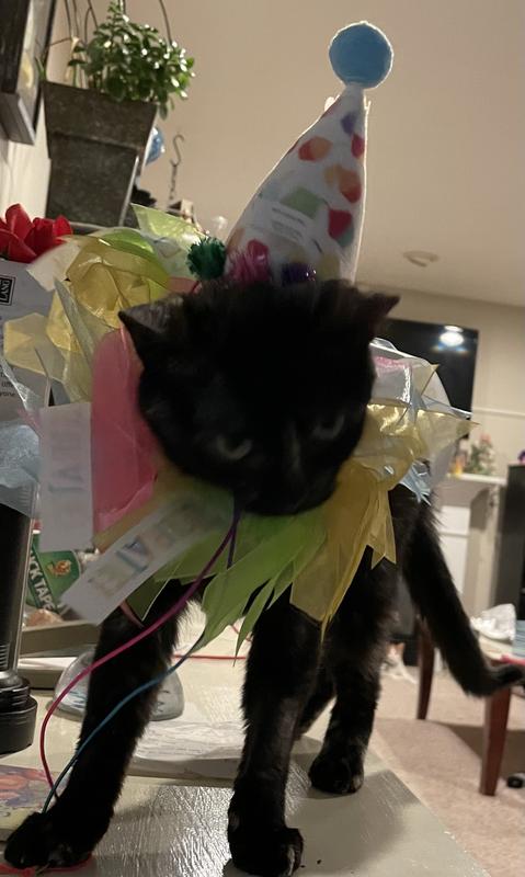 FRISCO Cupcake Party Hat & Ruffle Collar Cat Birthday Accessory, One ...