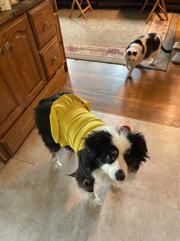 I put this on my mini Australian Shepard who is 34 pounds. The large for him almost perfect just a little big. But cute