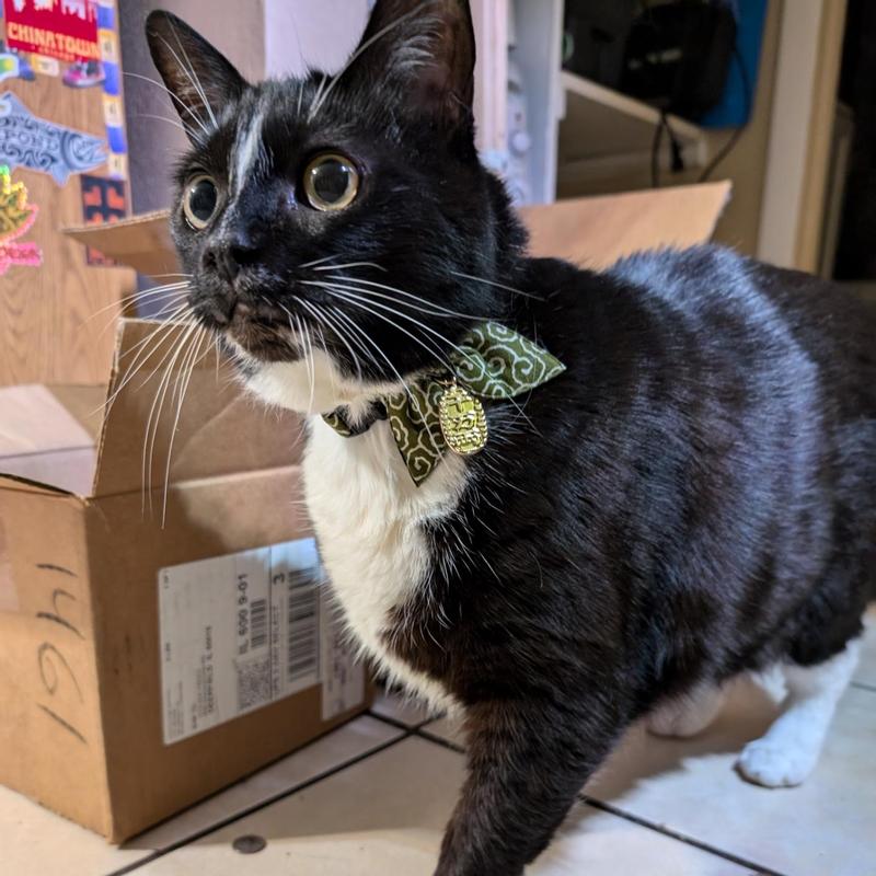 Looking dapper