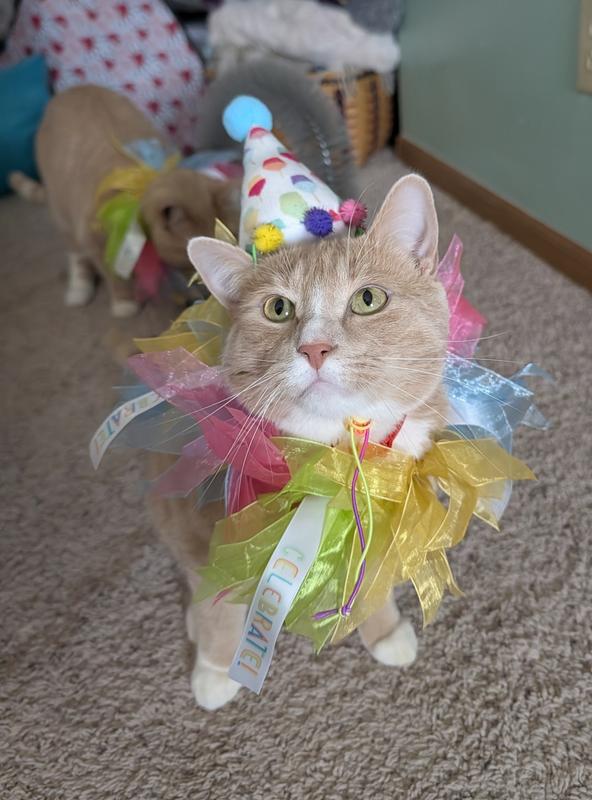 Joey in his hat and collar