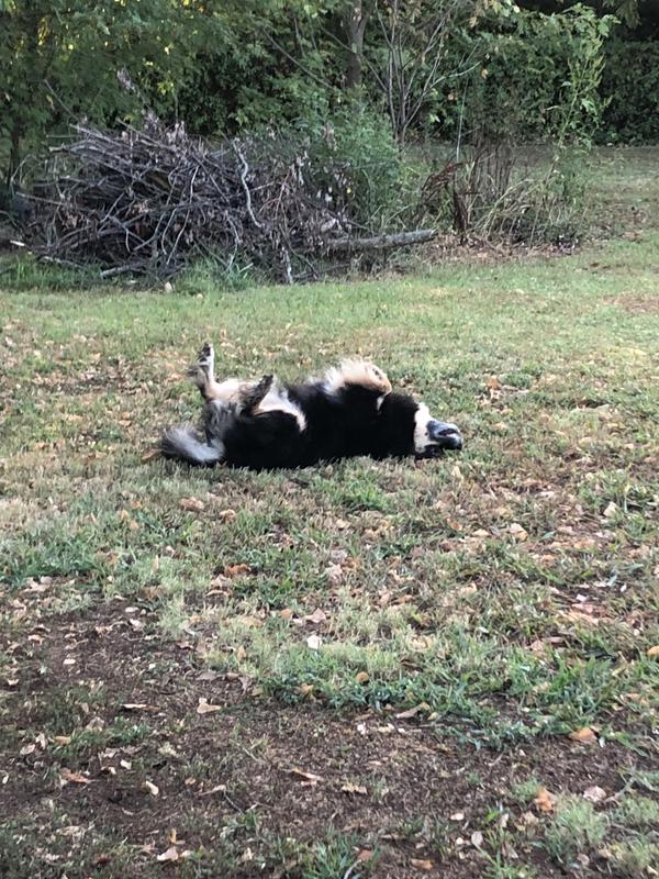 Pollen and dirt collection