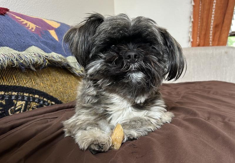 Wolfy's favorite Chewy chew. It's almost gone!