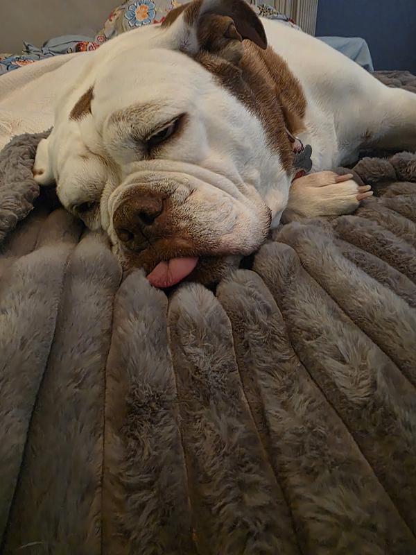 Sleeping soundly on her own blanket