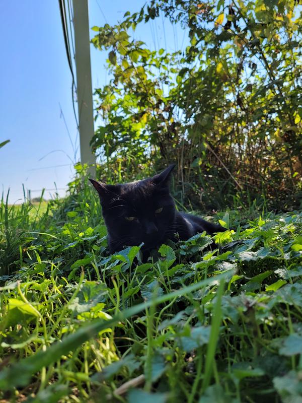 Baby Bella Enjoys Wellness bowl boosters!