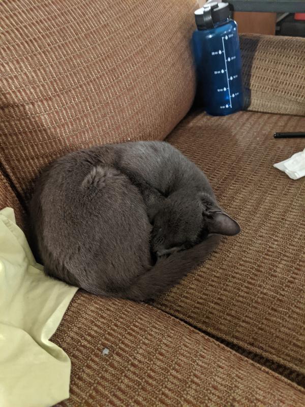 FRISCO Rubber Duck Cat & Dog Curry Brush