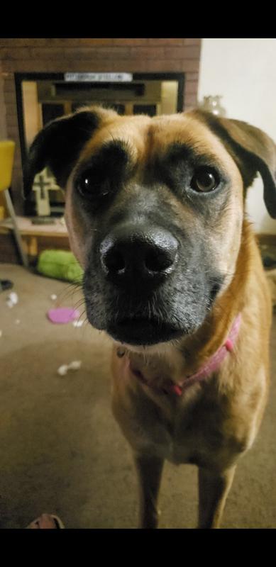 My bacon girl, Zoey Marie!