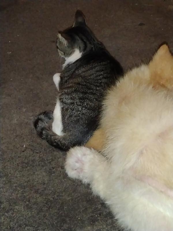 Our big baby that loves kitties!!