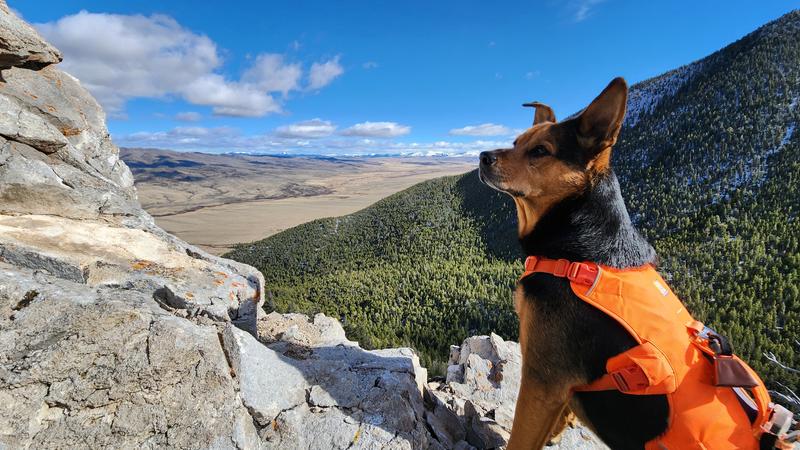Abby enjoying the view from high above the formal trail in the Blacktail Mountains of SW Montana