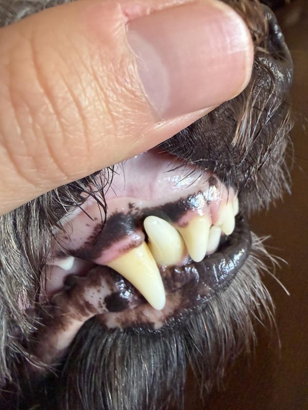 The second photo is after cleaning. While his tartar wasn’t incredibly heavy, it was a significantly noticeable difference from before and after.