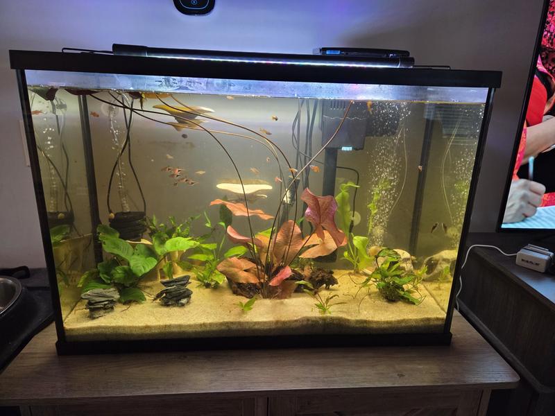 30gal community tank, established for almost 2yrs.