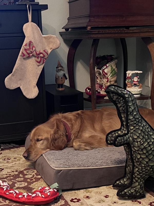 Tuckered out from playing too hard