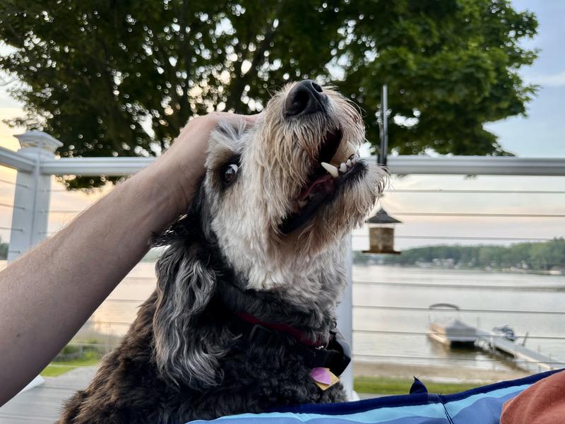 Happy pup!!