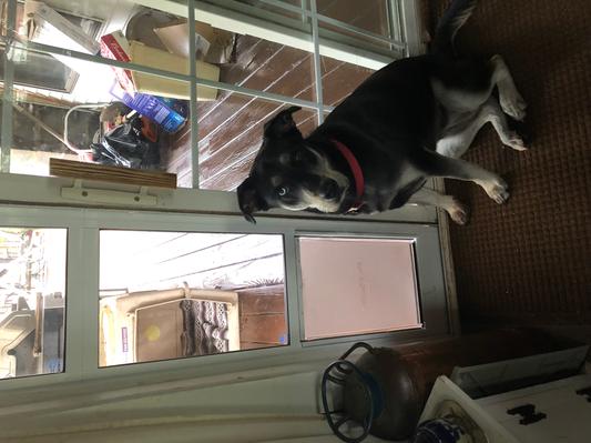 This is my smaller dog of 45 lbs.