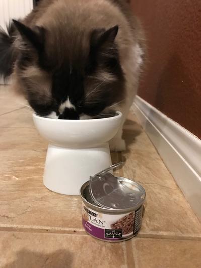 Pudge eating Purina Pro Plan Seafood Variety Canned Cat Food