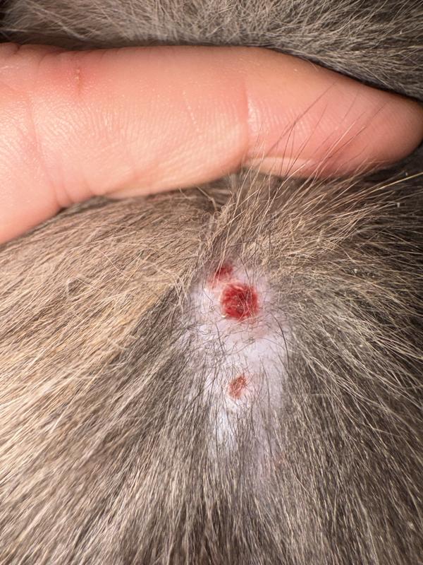 Circular Sores Along Spine