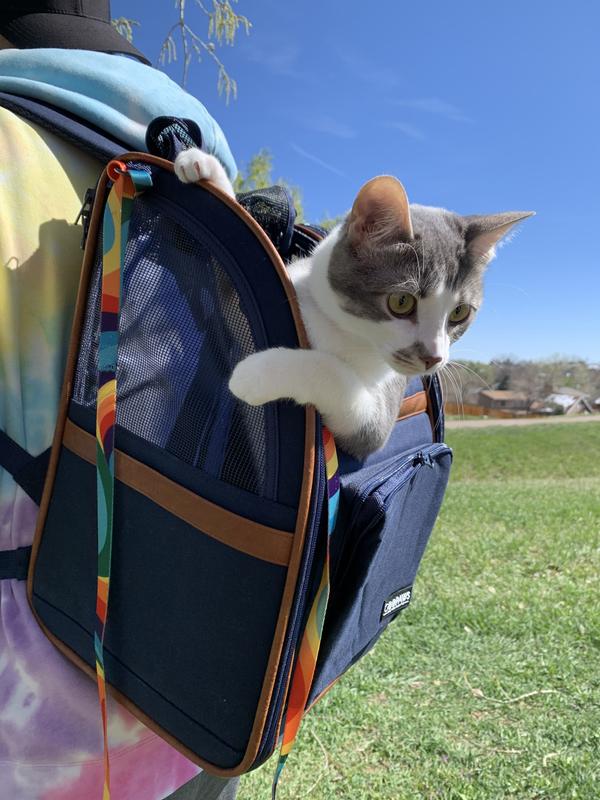 Cat leaning out of top of backpack