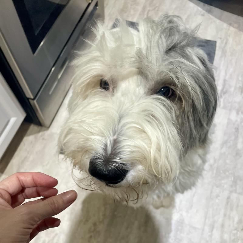 Before sparying and combing fur on top of head.