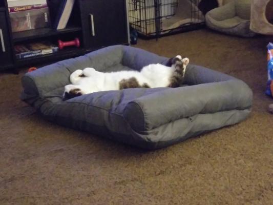 Patches sleeping in his new orthopedic cat couch bed.