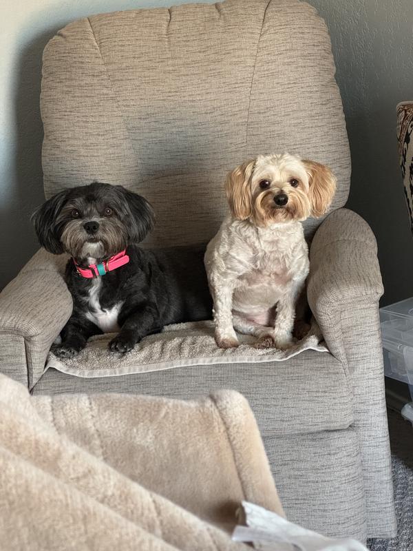Happy dogs!